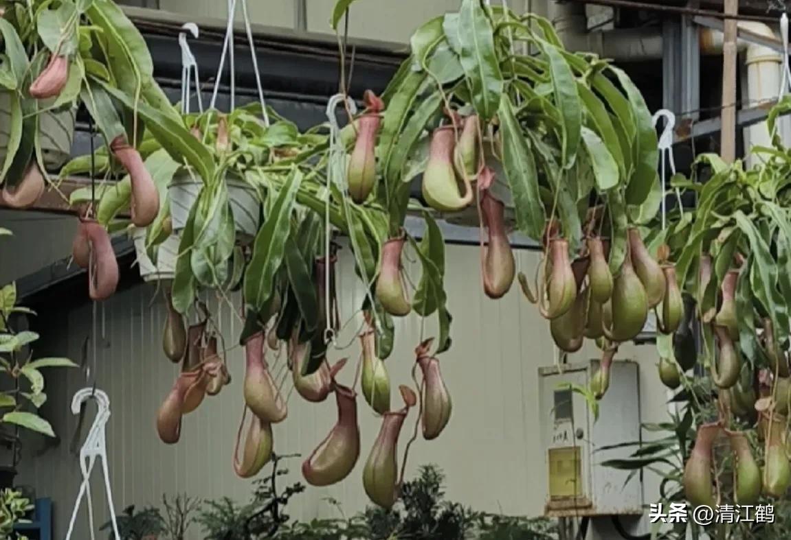 有什么推荐的食虫植物,又好看又便宜的食虫植物