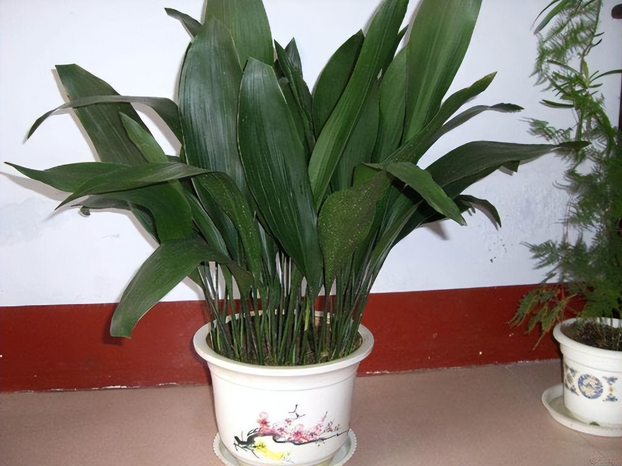 什么花卉吸甲醛最好养,10种能吸甲醛净化空气的盆栽花草