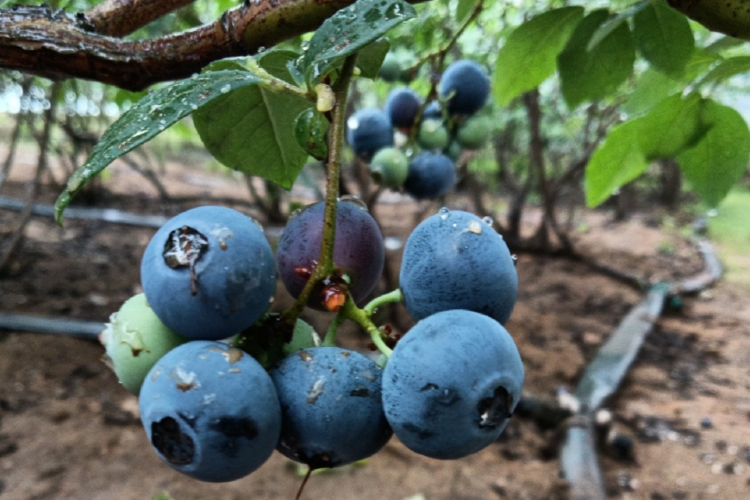 蓝莓大果哪个品种早熟,蓝莓大果新品种