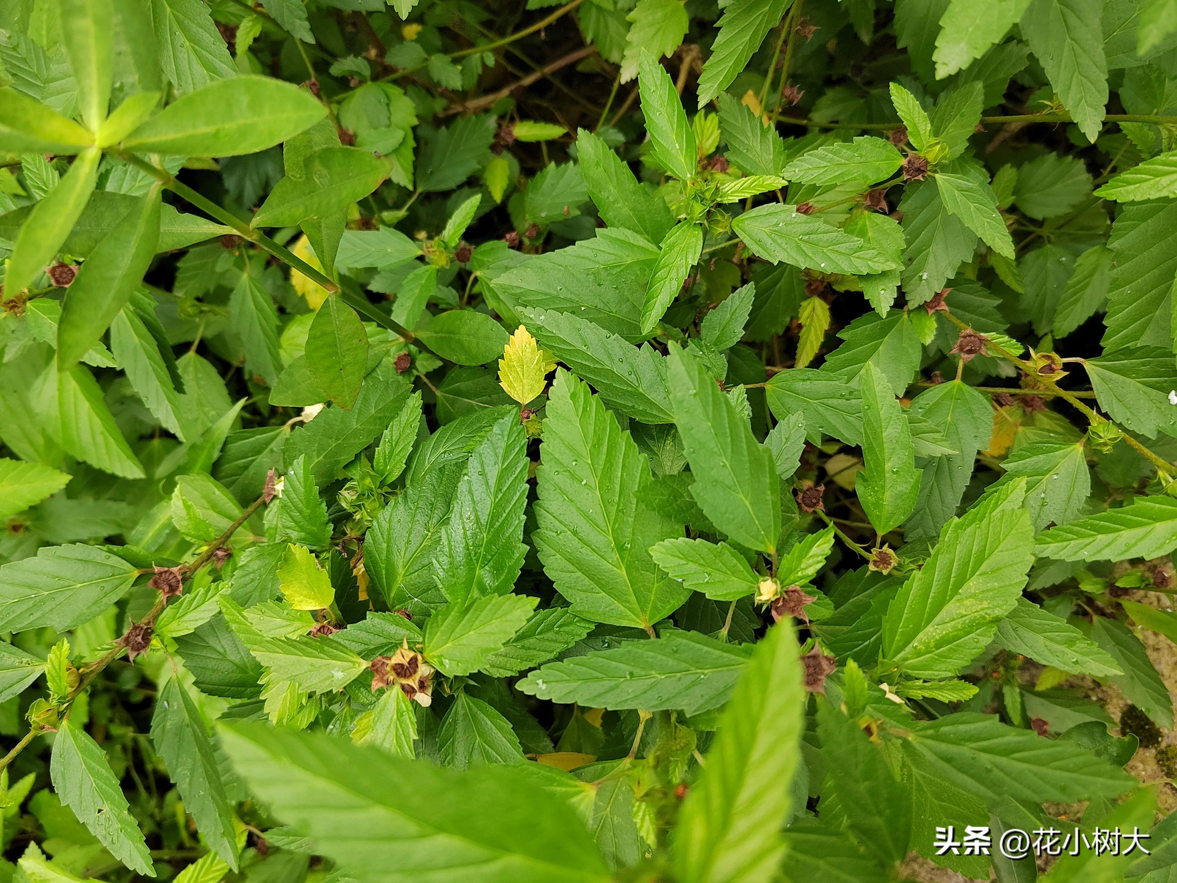 植物图鉴菊花,植物视频实拍