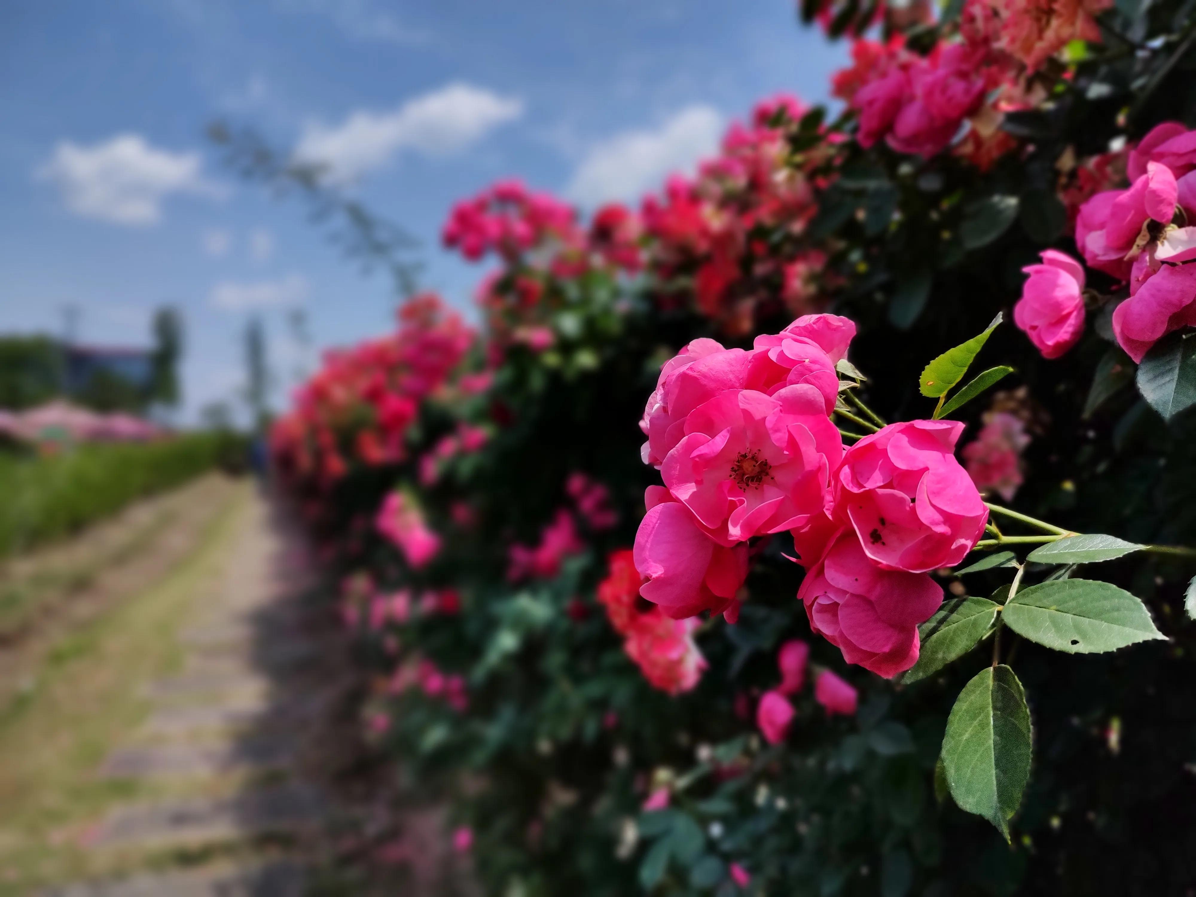 新都斑竹园音乐小镇民宿,斑竹园音乐小镇攻略