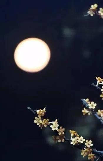 水边桃花月亮唯美图片,月亮竹影唯美图片