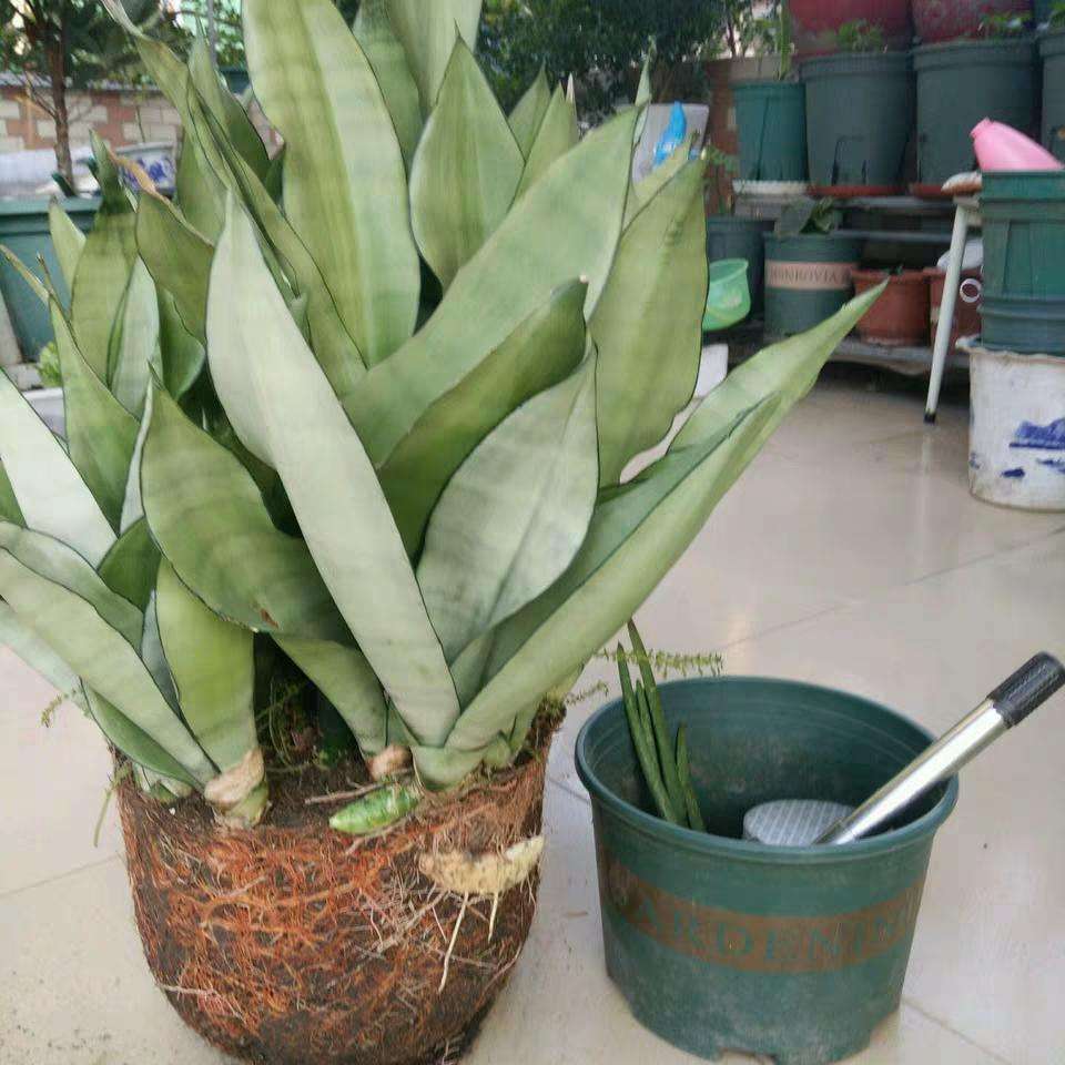 越养越吉利的三种花有哪些,玫瑰花老桩用大盆还是小盆栽培