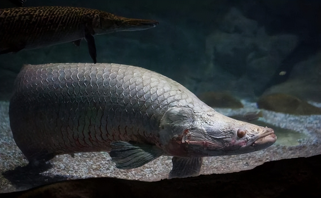 十种颜值最高的鱼,这些长相奇怪的鱼你认识几条