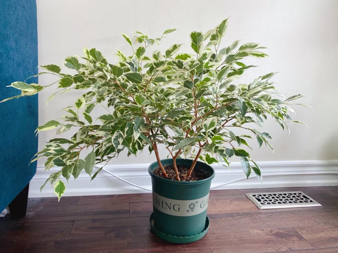 能吸烟的绿植有哪些,家里吸烟养什么绿植