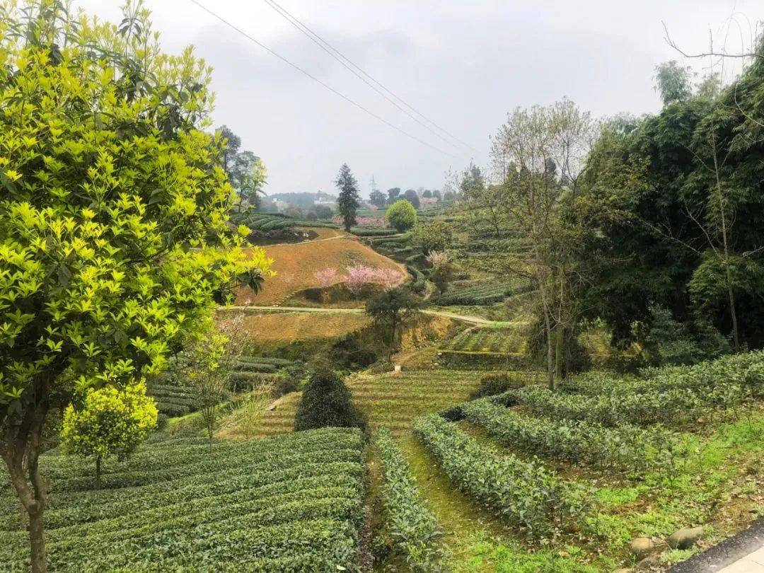 不能再错过的茶叶常识