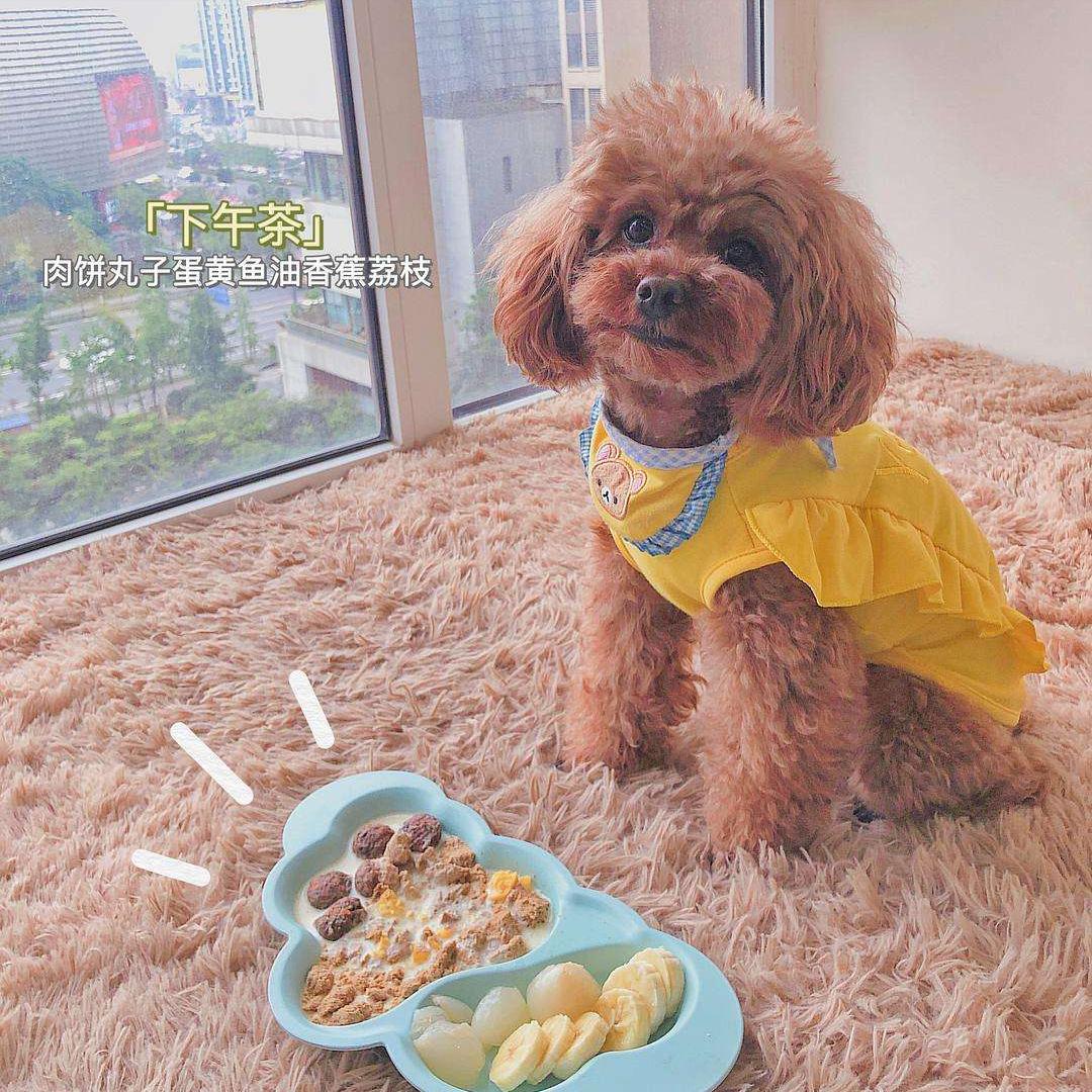 泰迪一般几个月出现流氓行为,泰迪怎么惩罚会比较有效