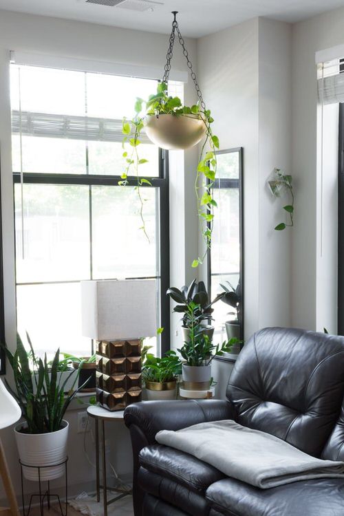 室内植物装饰推荐,室内植物装饰的选材和方法