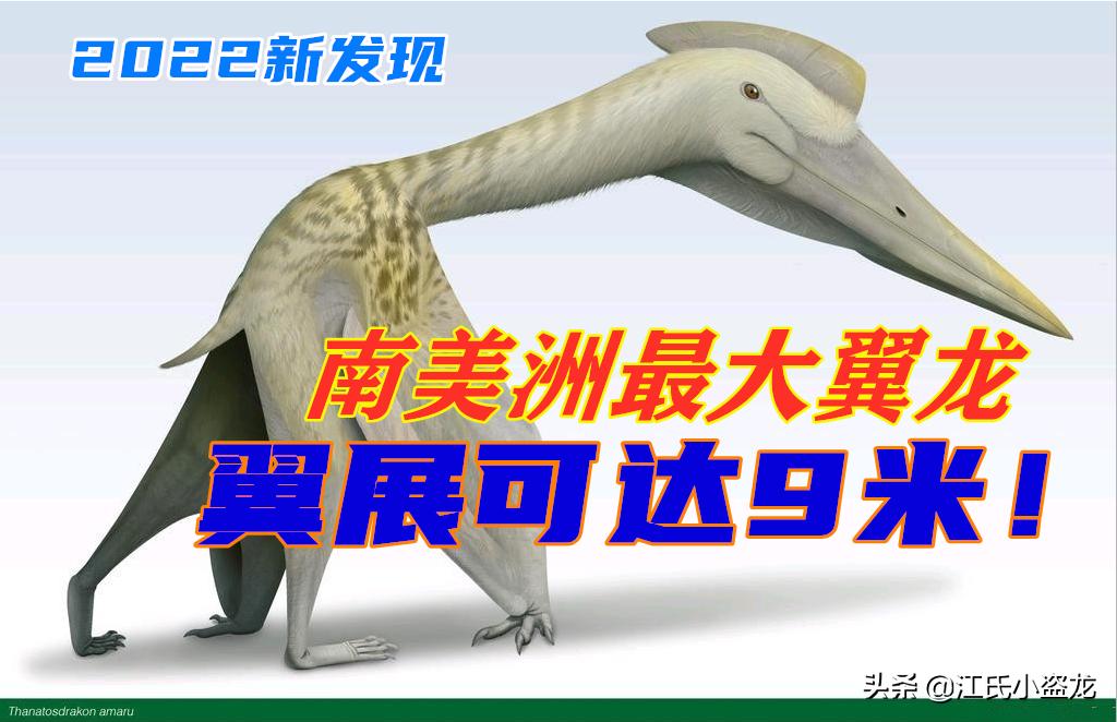 死神翼龙图片,死神翼龙真的存在吗