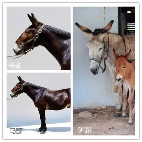 驴和马为什么能培育出骡子,马和驴真的能产下骡子吗