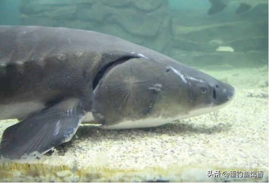 意外捕捞野生达氏鳇,达氏鳇增殖放流活动