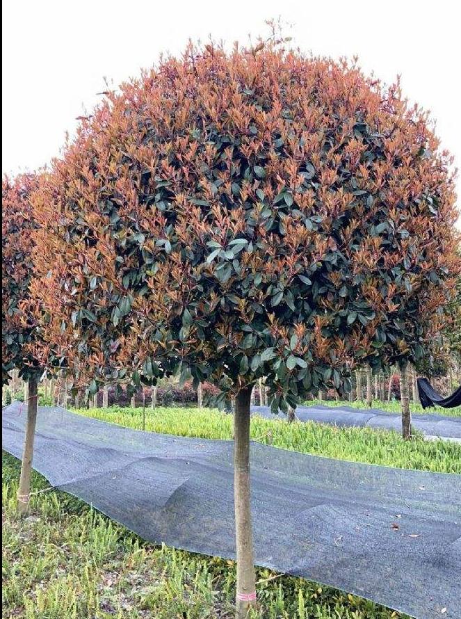 森禾2011,红叶石楠两年小苗