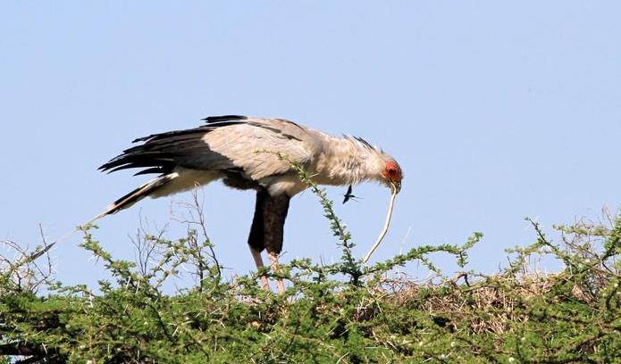 眼镜王蛇吞掉了条蟒蛇,眼镜王蛇生吞