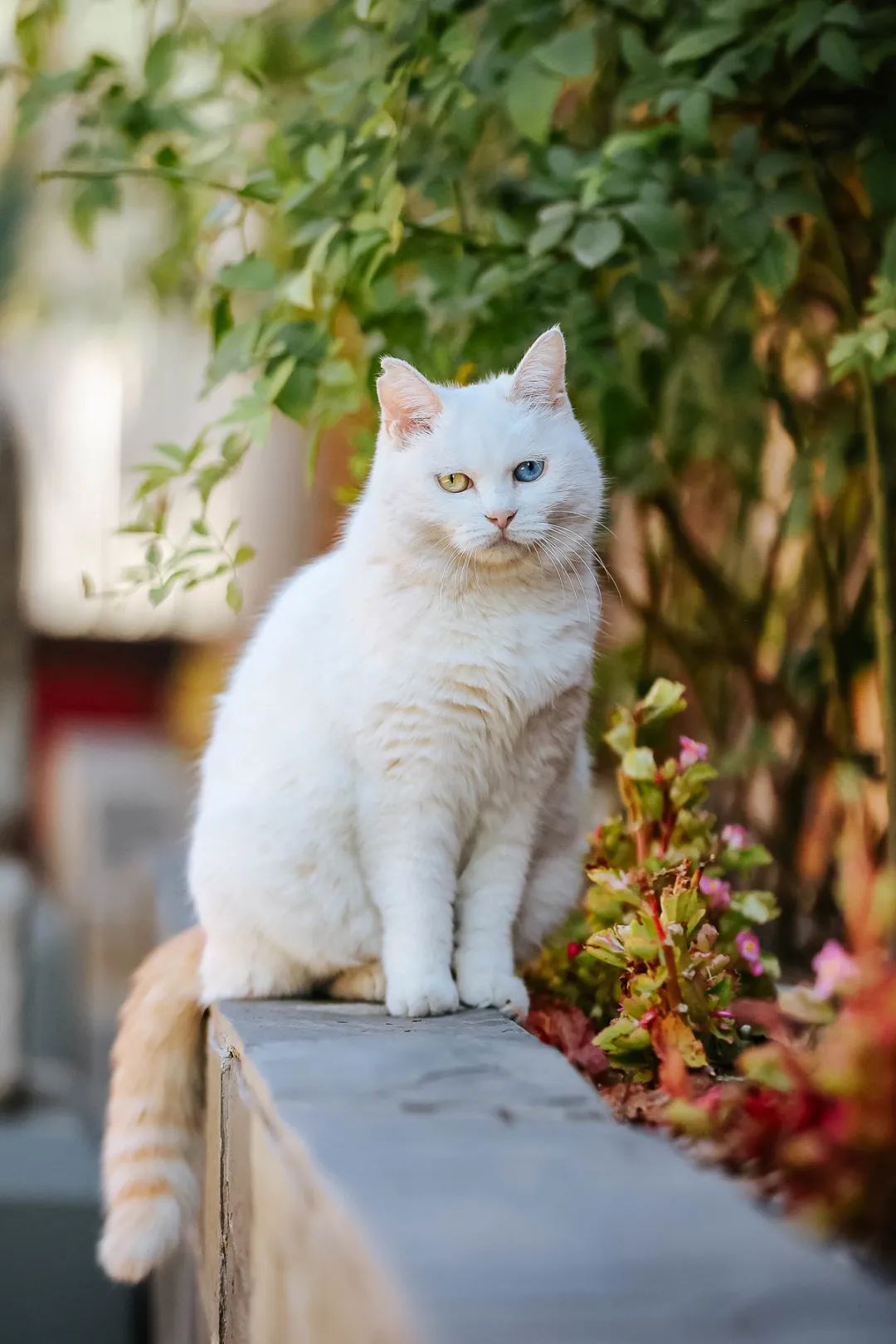 奇怪的蓝星人，小猫咪不懂