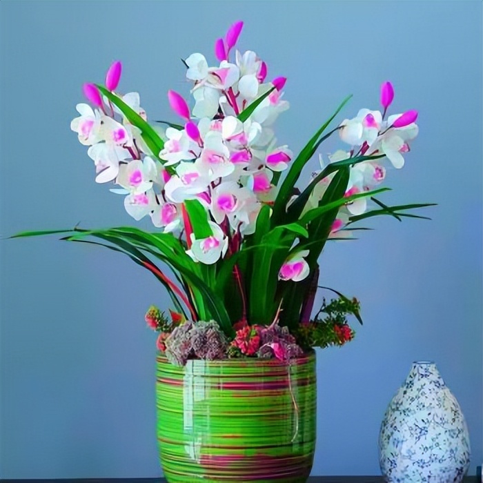 新手盆栽兰花最好选择哪些品种,适合家养的兰花品种有哪些盆栽