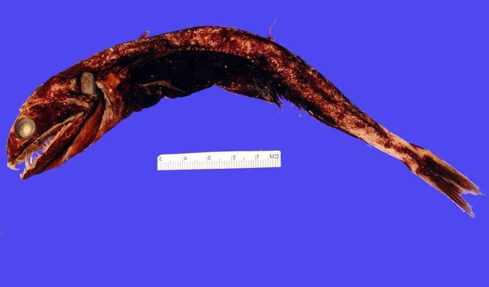 吃100斤的巨型食人鱼,黑叉齿鱼是怎么吞下大鱼的