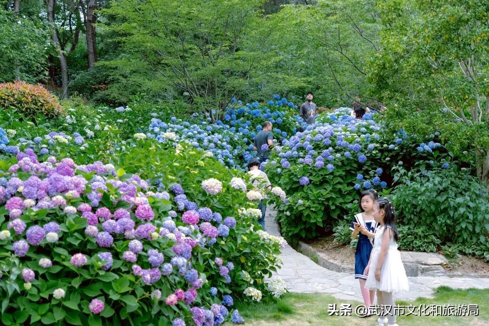 六一+端午的超级快乐将被这里承包，亲子水乐园+多彩绣球花，免费畅玩打卡，游玩攻略请查收