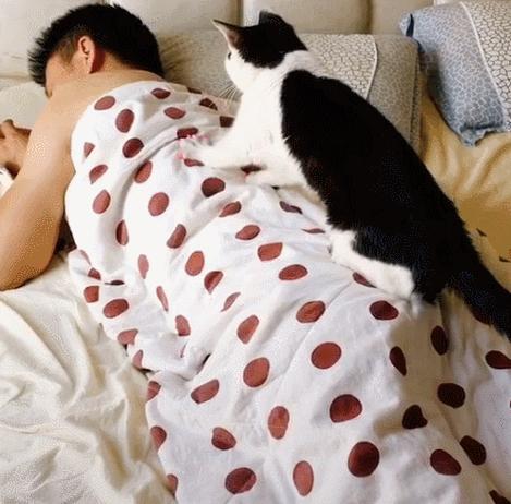 你家猫都有什么气味,你家猫有多可爱