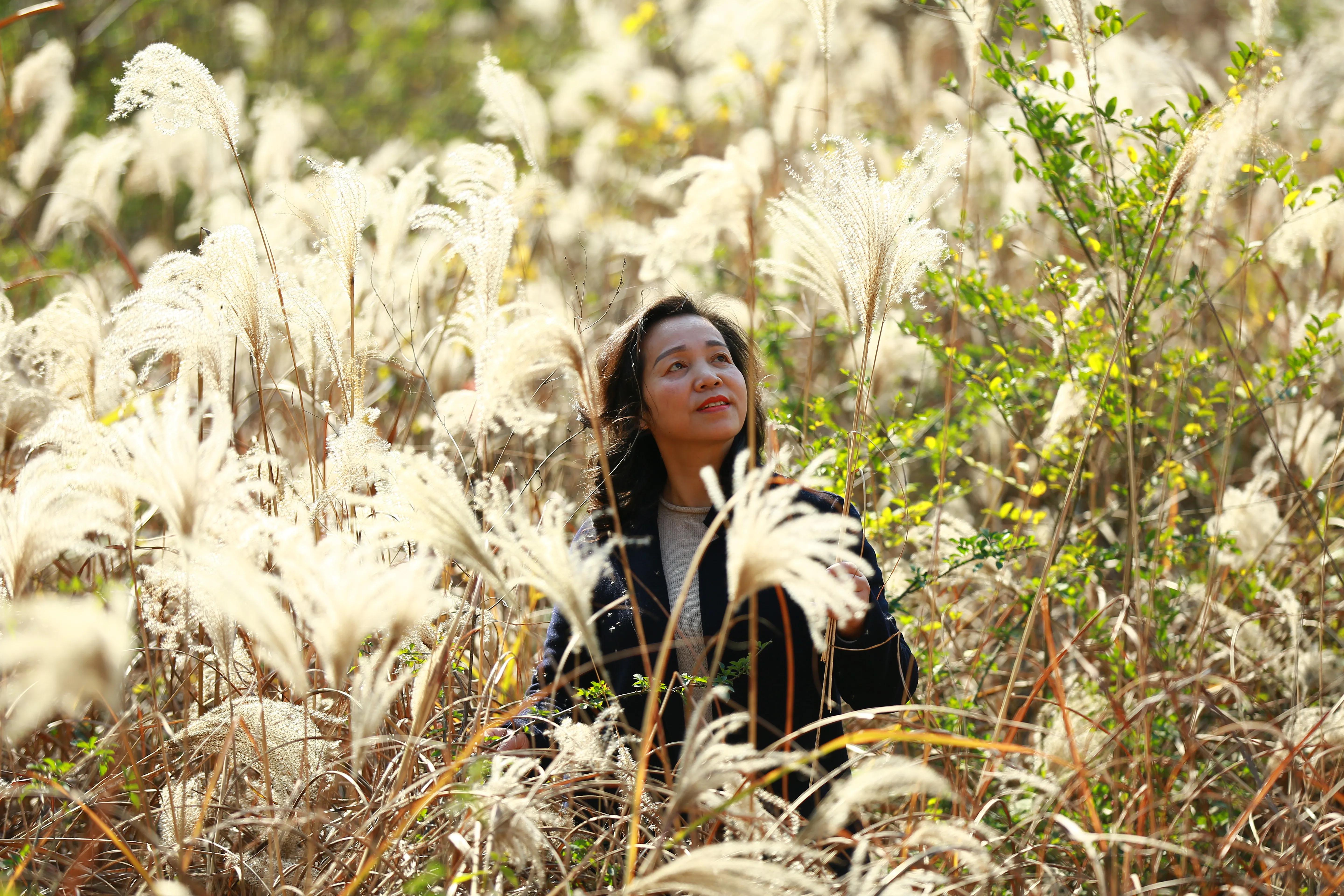 红杉林之恋,红杉林之恋完整版