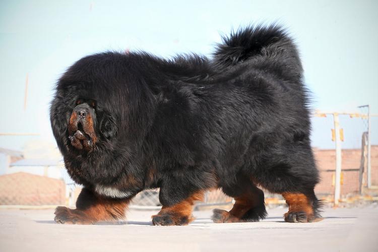 全世界十大名犬排行榜发布,世界上最好的十大萌犬