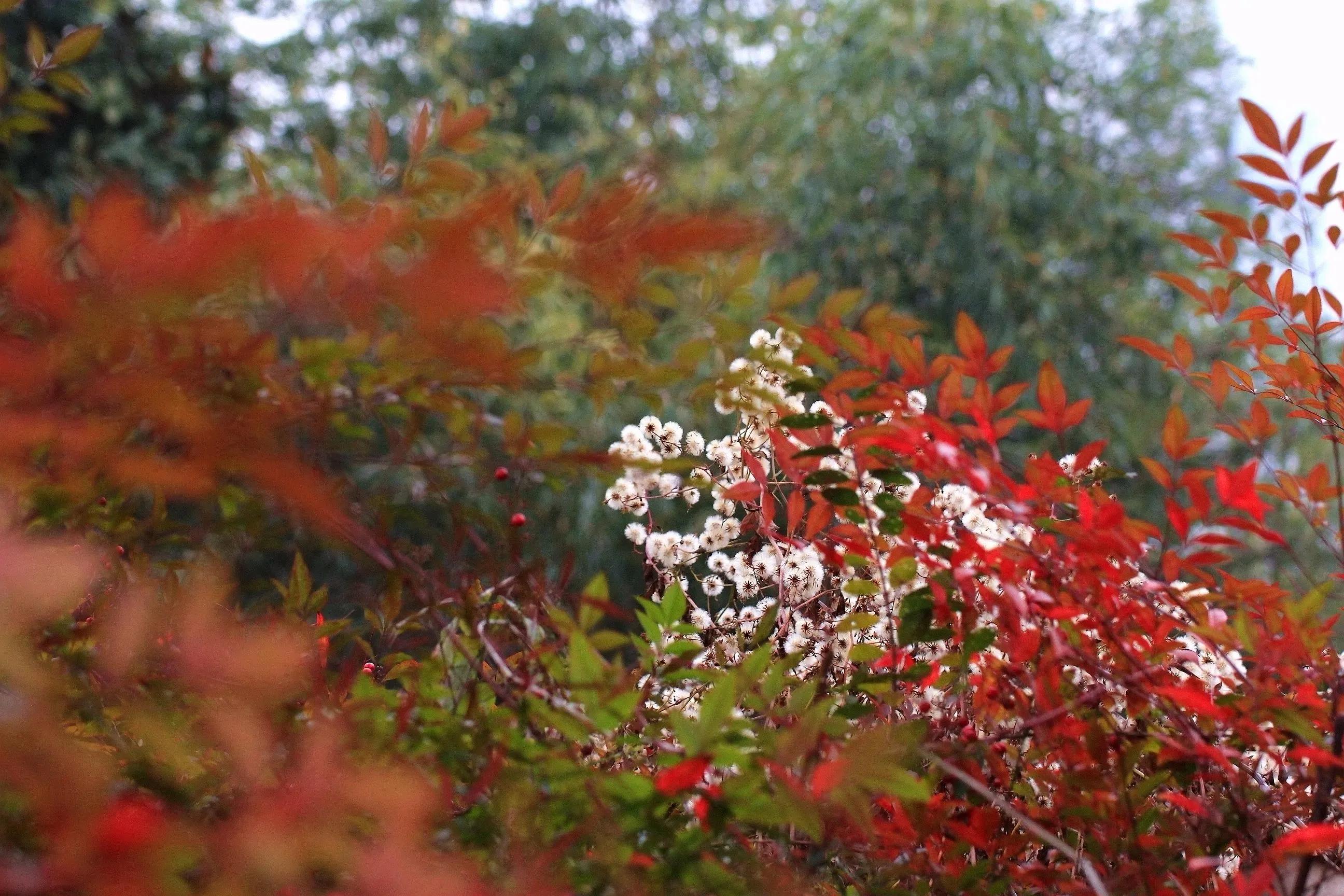 用佳能60d拍照片,新手用佳能600d教程