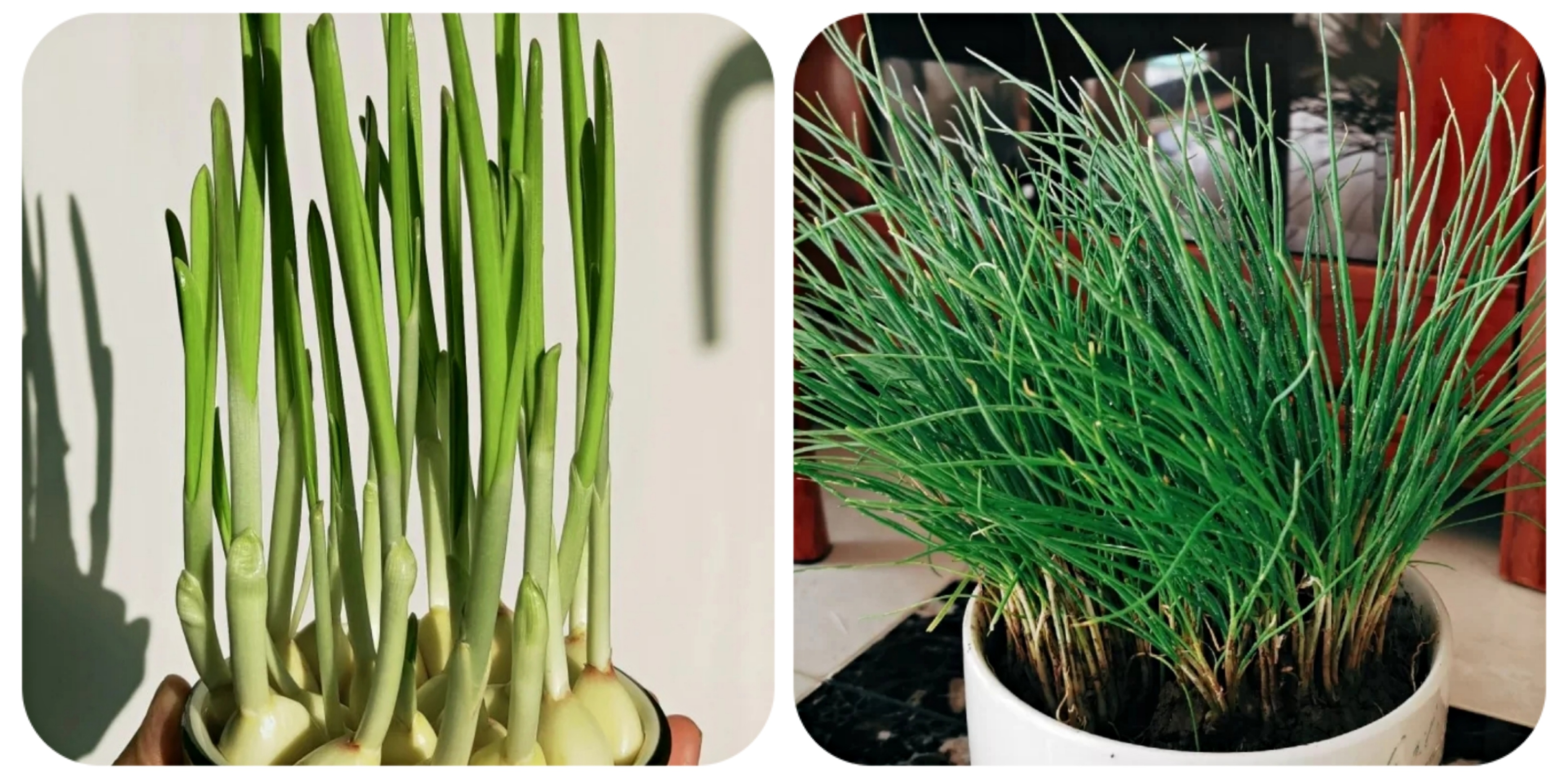 阳台上可以种什么蔬果,阳台上适合种的蔬果