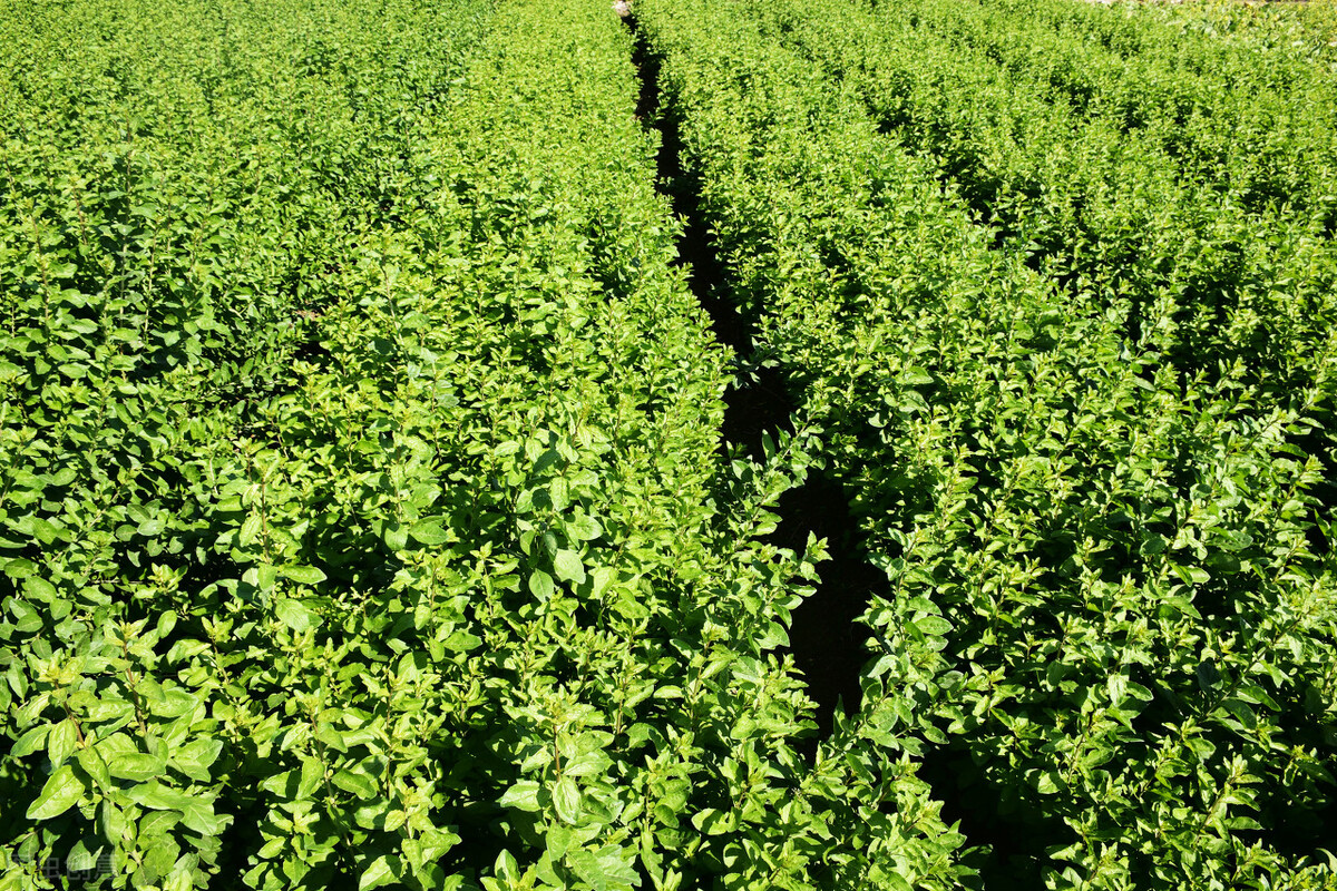 名字很土但很好吃的中国食物,名字不好听但却美味的野菜