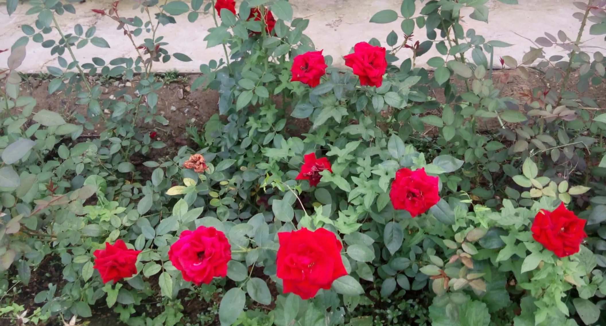 风云四季无余乐，一片痴情寄绿园，哪些往事让养花大叔最常追忆？