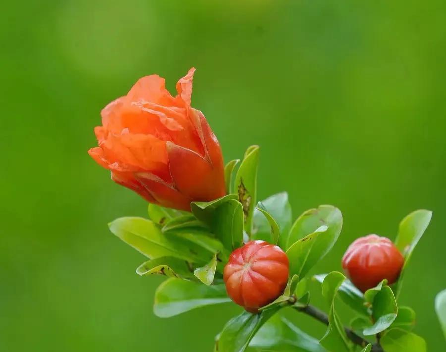 国色天香秀色可餐的美女 (秀色可餐与国色天香)