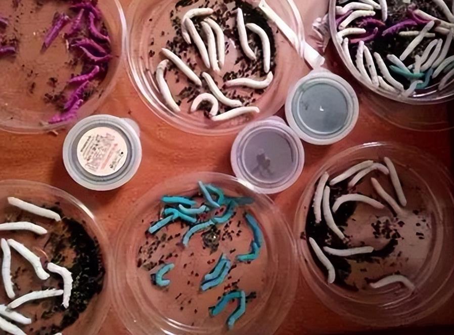 90后美女带娃客厅养七彩蚕，32天近距离观察吐丝结茧，发现新商机