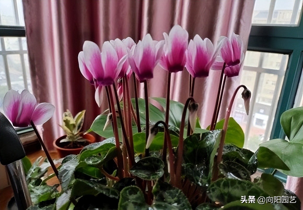 十大最省钱年宵花,最有面的年宵花