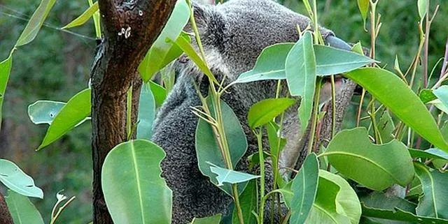 一分钟带你了解对虾肝肠孢虫,对虾肝肠孢虫苗期能看出来吗