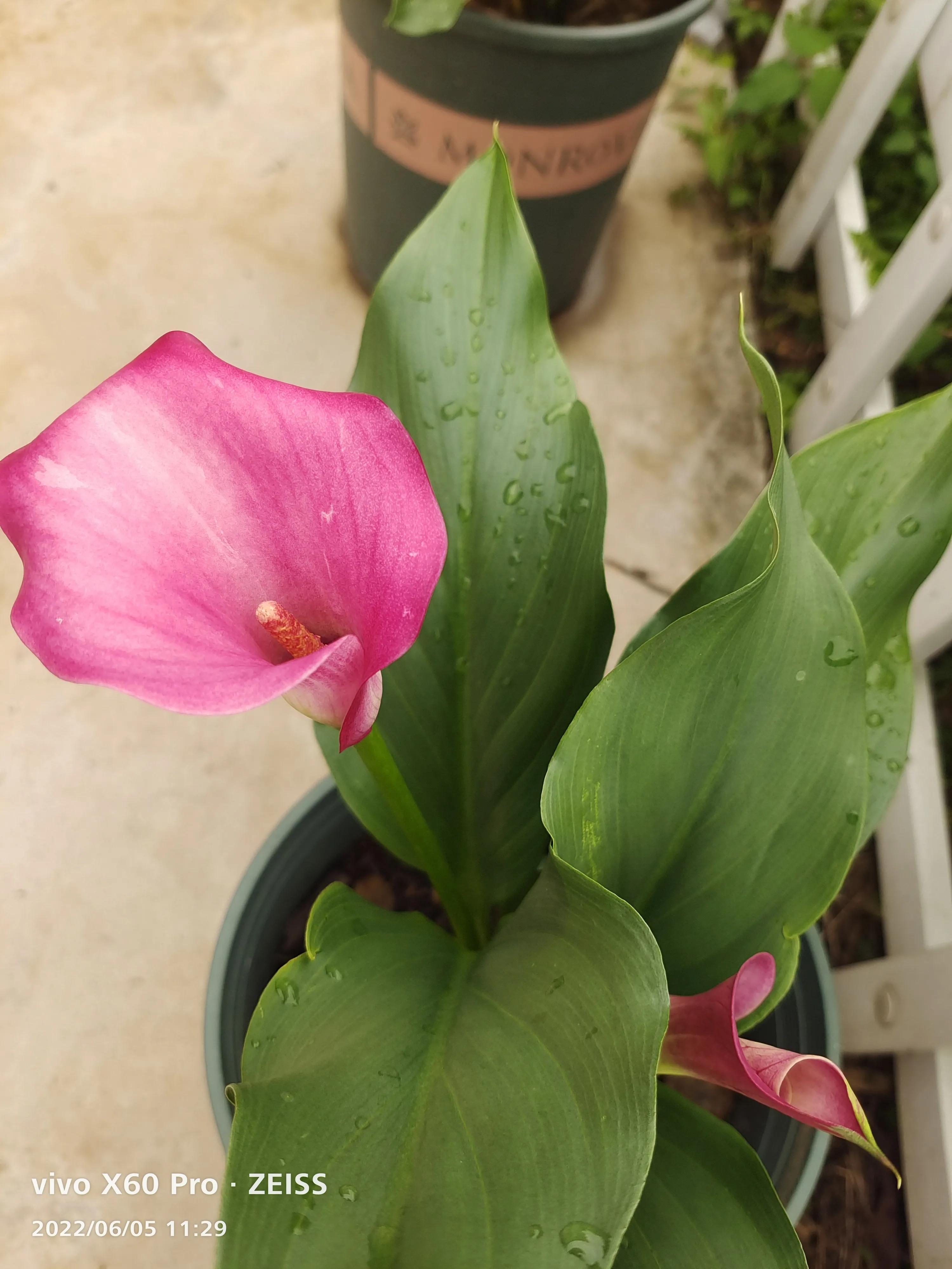 疏影日记之忠实记录生活6.5