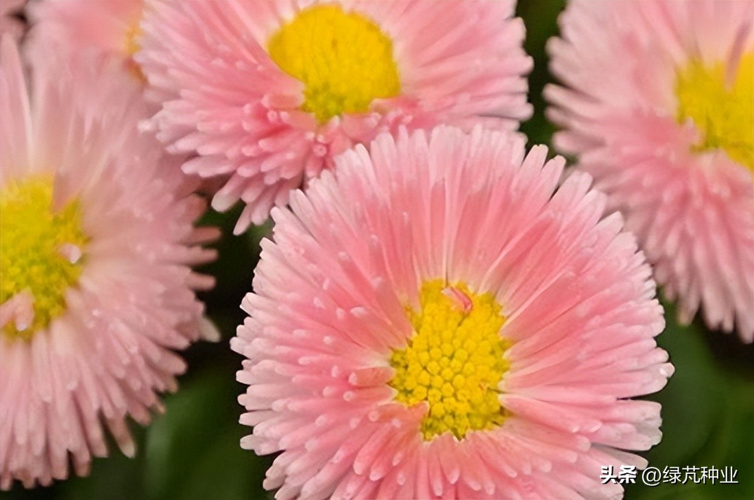 翠菊株高多少,翠菊是一年生还是多年生