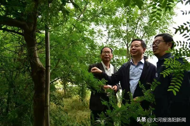 娌冲崡宓╁幙鐨傝涔嬩埂,宓╁幙鐨傝涔嬩埂