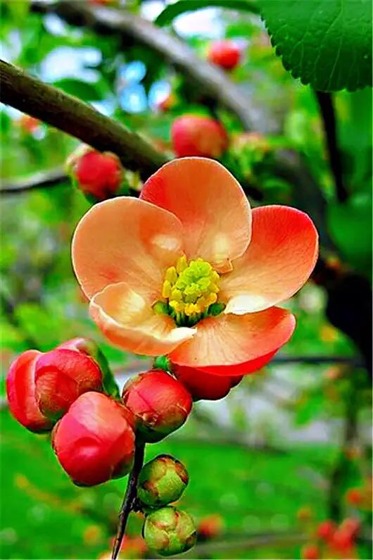 贴梗海棠海棠花品种大全,贴梗海棠的花型