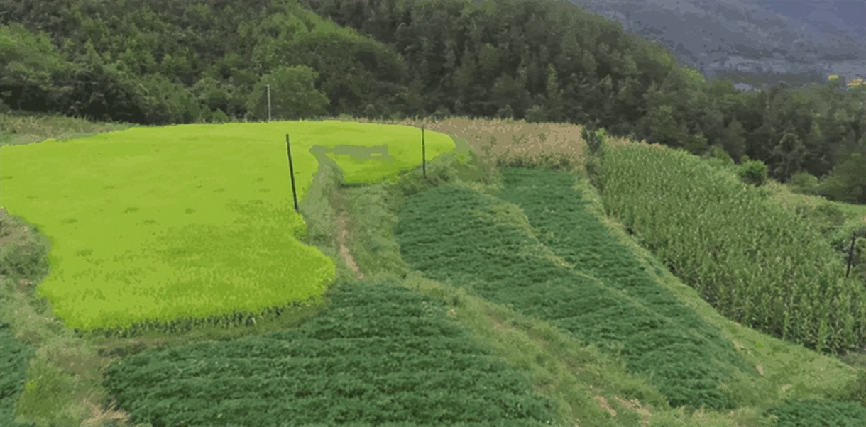 准岳父下跪求他离开女儿，决心创业进深山养鸡16年，带领村民致富
