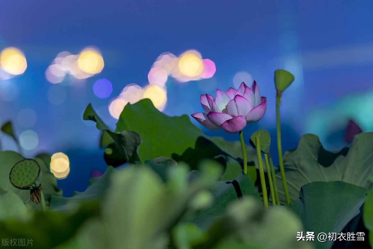 荷花夜看六首：夜深人静月明中，方识荷花有真趣