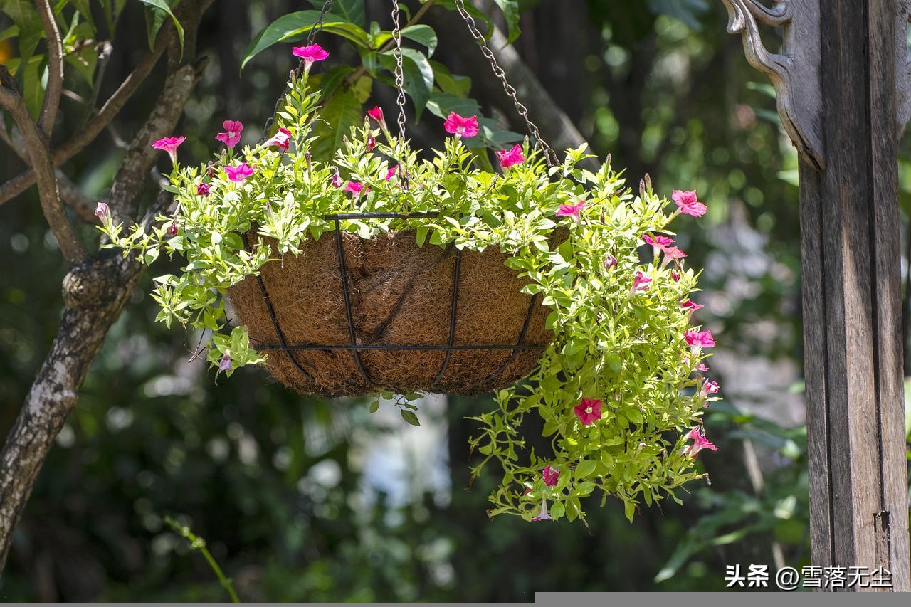 闪婚的风险和后果,闪婚会不会后悔情感分析