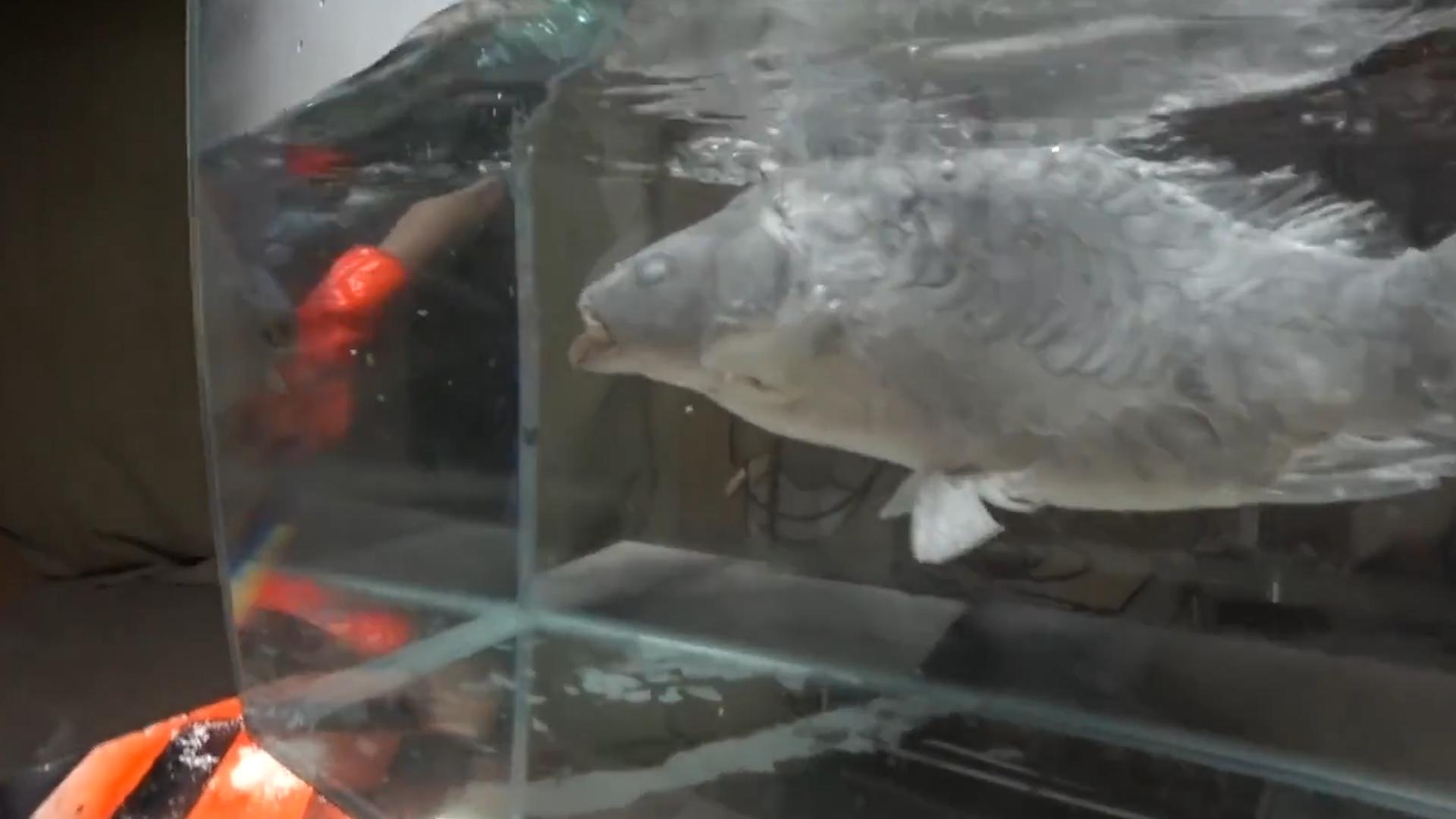 甲鱼冻成冰还能复活吗,甲鱼被冷冻后复活