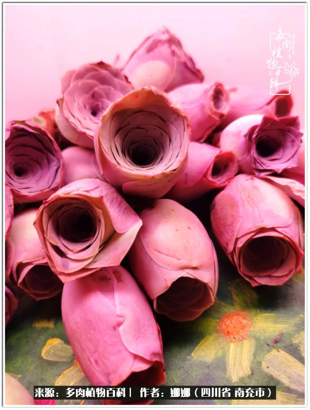 带刺的玫瑰阳台多肉,开花的玫瑰多肉