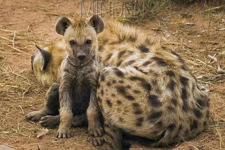 鬣狗为什么做肛肠科手术,鬣狗打麻醉针