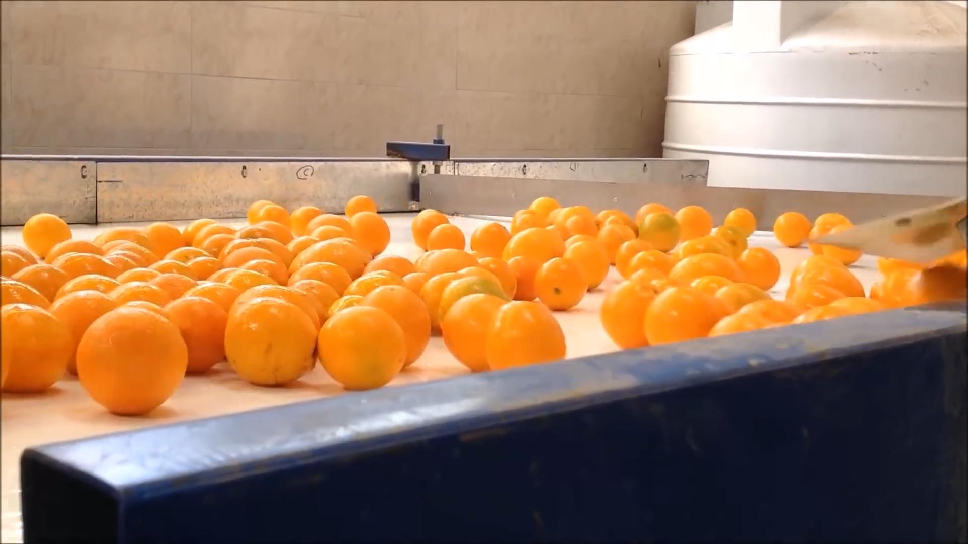 台湾水果滞销10万斤,茂谷柑销量