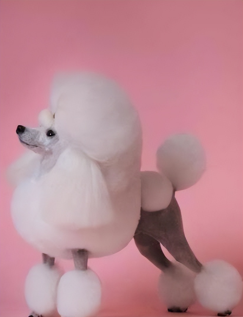 宠物行业人才招聘,派多格宠物店宠物