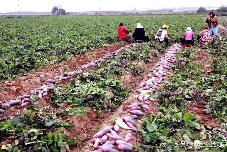 冰淇淋萝卜种植基地,冰淇淋萝卜种子多少钱一斤
