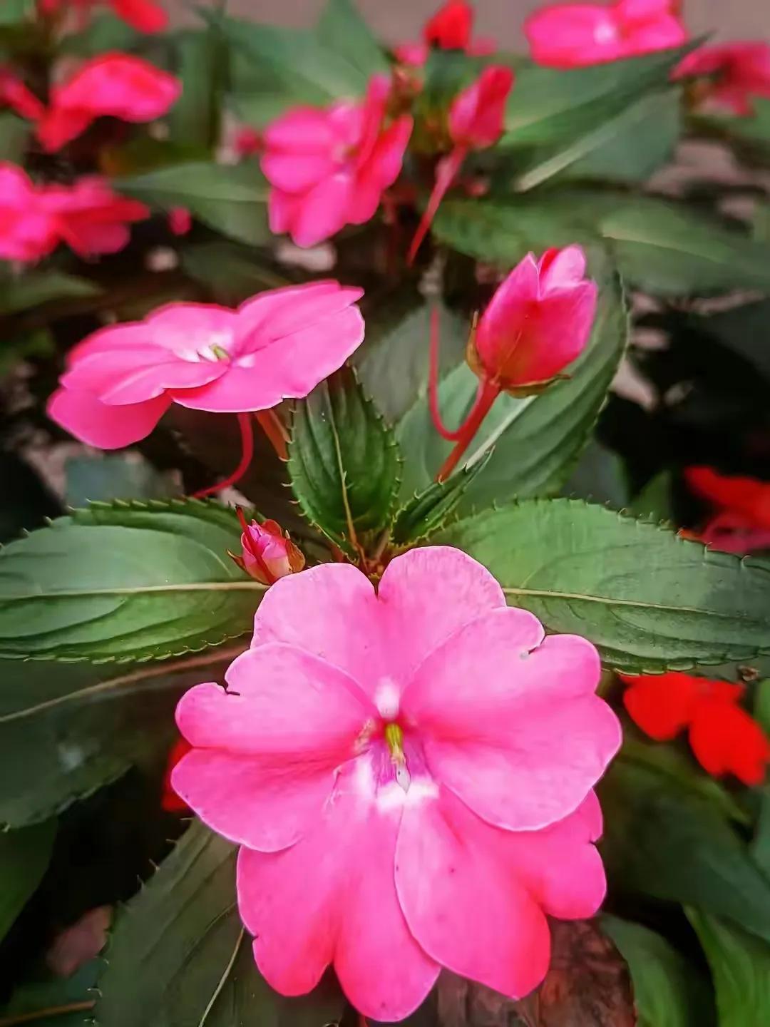 美丽五颜六色的凤仙花,七月最美的花景视频素材