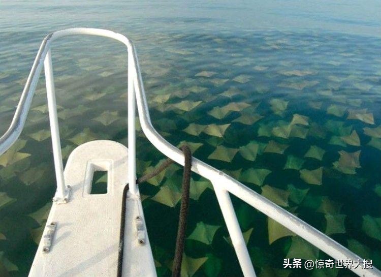 深海恐惧症最怕的100张图,深海恐惧症超长照片