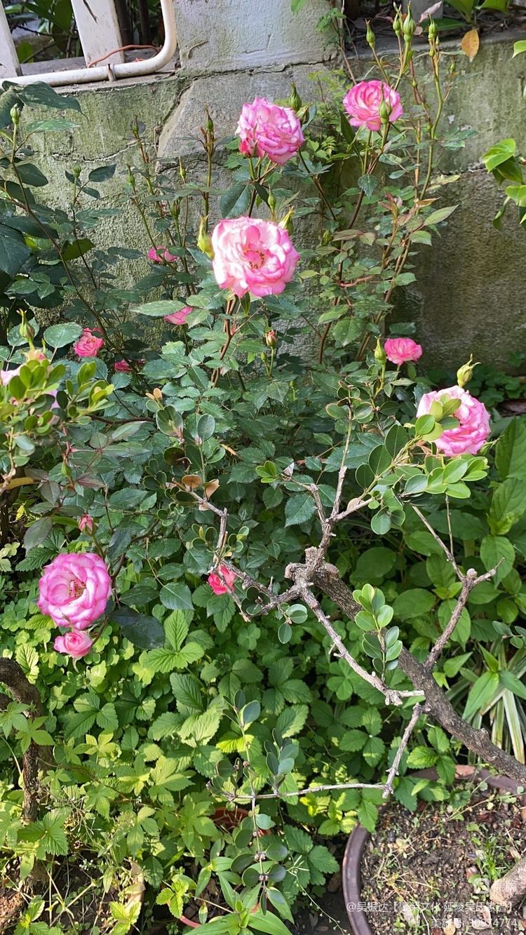 绿色是生命中的最美色彩