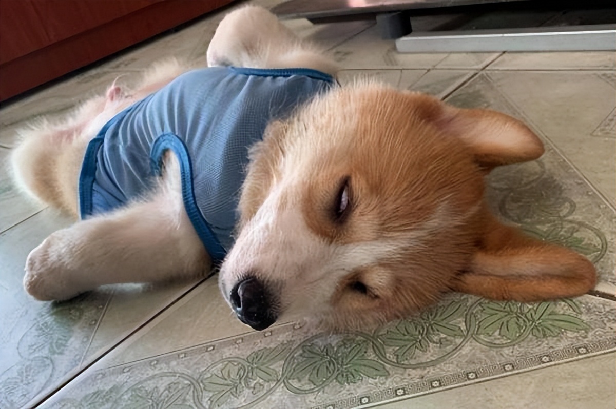 狗狗腹泻呕吐的原因与治疗方法,狗狗呕吐拉稀的常见原因有哪些