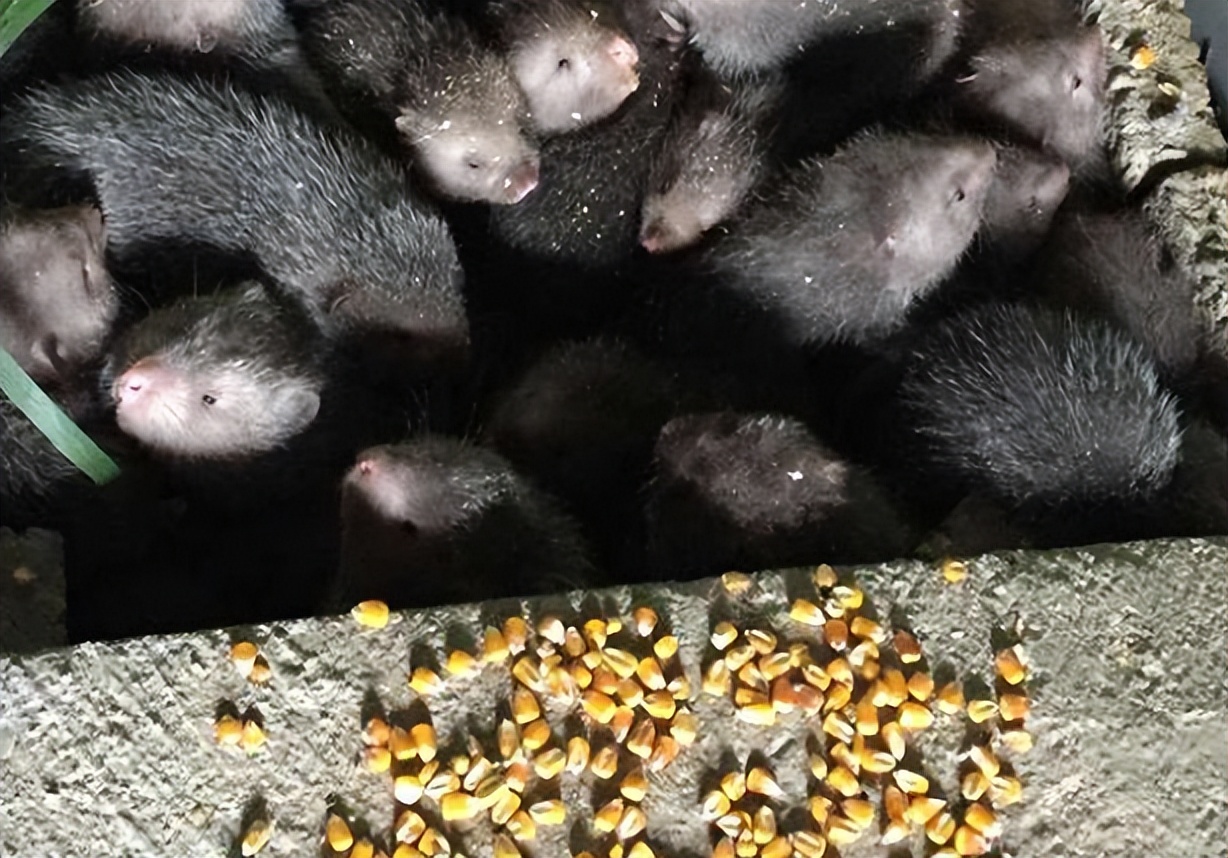 人工养殖老鼠能干嘛,养殖老鼠能致富吗